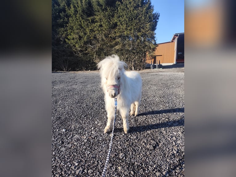 Mini Shetland Pony Merrie 1 Jaar 70 cm Palomino in Pfullendorf