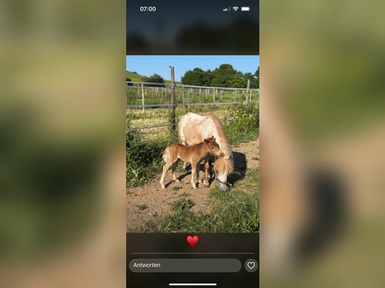 Mini Shetland Pony Merrie 1 Jaar 80 cm Vos in Gau Bickelheim