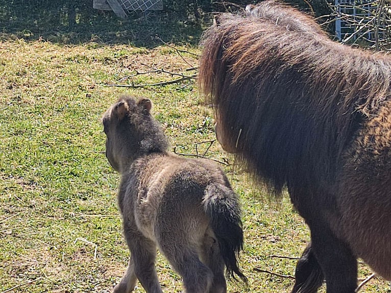 Mini Shetland Pony Merrie 1 Jaar 80 cm Zwart in Mühlhausen