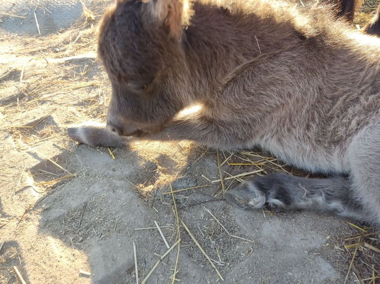 Mini Shetland Pony Merrie 1 Jaar 80 cm Zwart in Mühlhausen