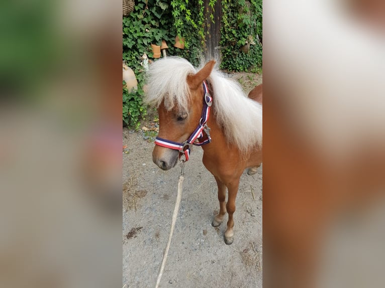 Mini Shetland Pony Merrie 1 Jaar 82 cm Vos in Neunburg vorm Wald