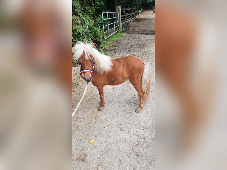 Mini Shetland Pony Merrie 1 Jaar 82 cm Vos in Neunburg vorm Wald