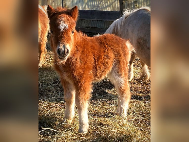 Mini Shetland Pony Merrie 1 Jaar 83 cm Vos in Königsberg in Bayern