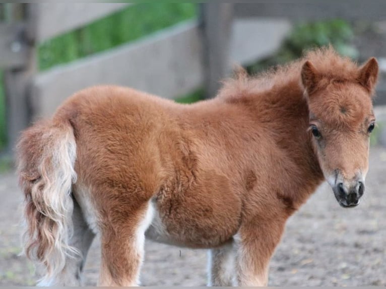 Mini Shetland Pony Merrie 1 Jaar 86 cm Vos in Oberwölz