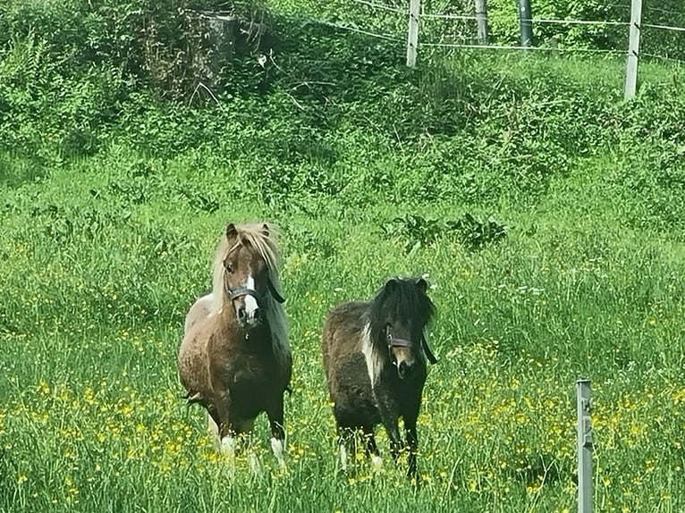 Mini Shetland Pony Merrie 1 Jaar in Kaprun