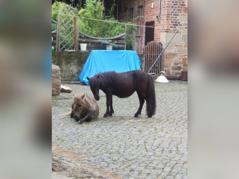 Mini Shetland Pony Merrie 1 Jaar in Uslar