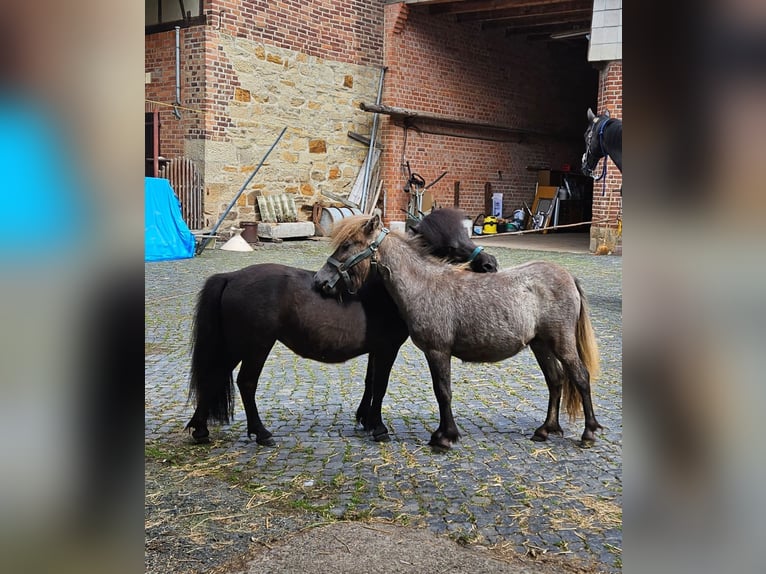 Mini Shetland Pony Merrie 1 Jaar in Uslar