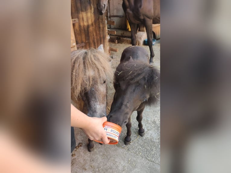 Mini Shetland Pony Merrie 1 Jaar in Uslar