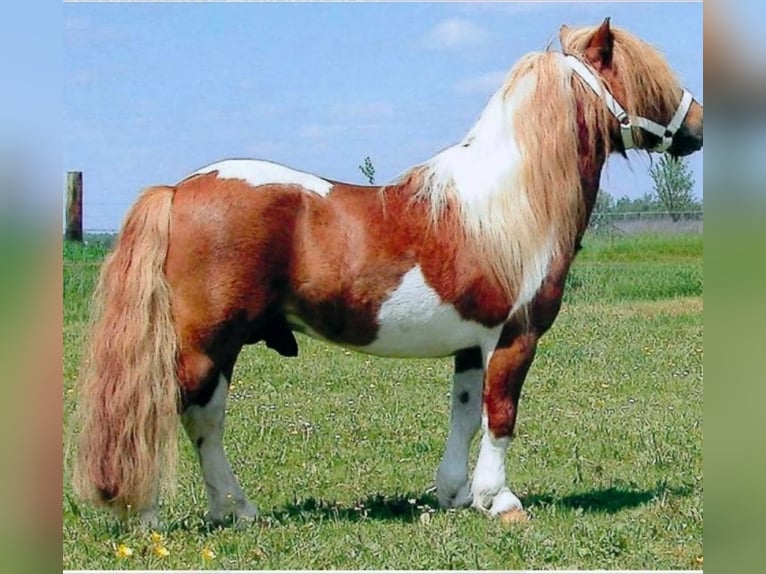 Mini Shetland Pony Merrie 20 Jaar 85 cm Gevlekt-paard in Beinten