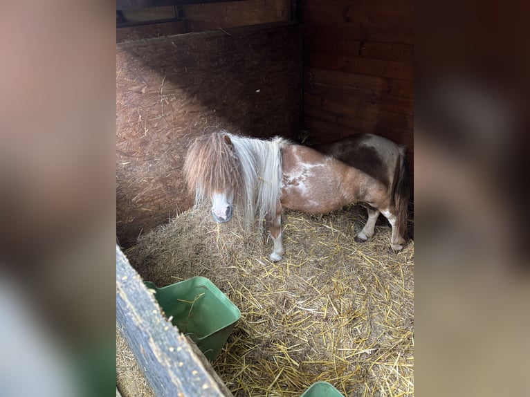 Mini Shetland Pony Merrie 22 Jaar 80 cm Gevlekt-paard in Norderstedt