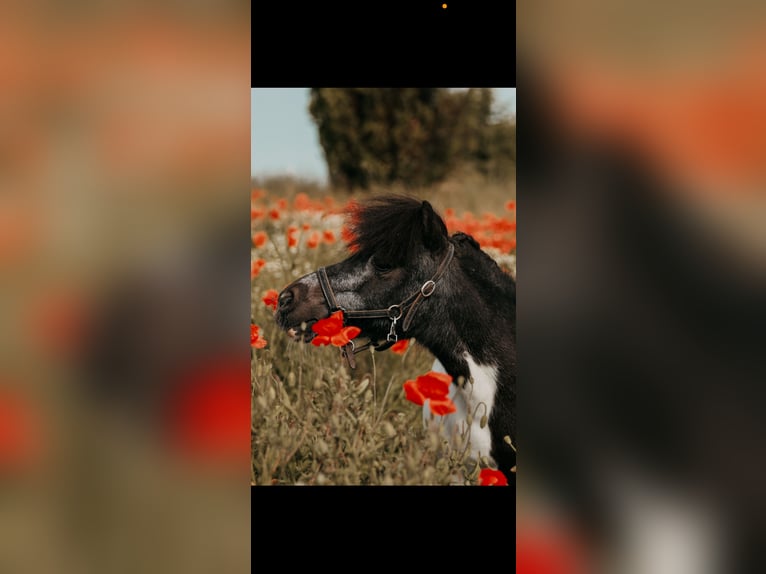 Mini Shetland Pony Merrie 23 Jaar 85 cm Gevlekt-paard in Bietigheim-Bissingen