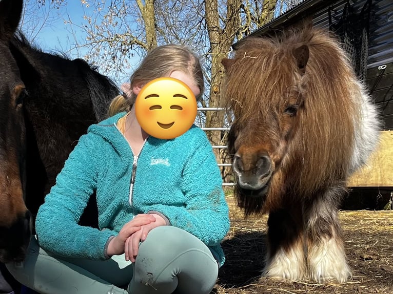 Mini Shetland Pony Merrie 23 Jaar 85 cm Gevlekt-paard in Schlichting