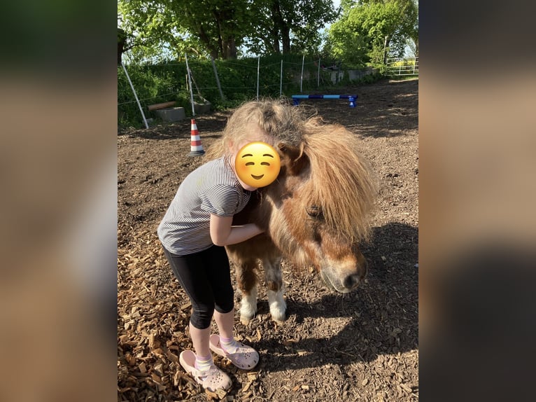 Mini Shetland Pony Merrie 23 Jaar 85 cm Gevlekt-paard in Schlichting