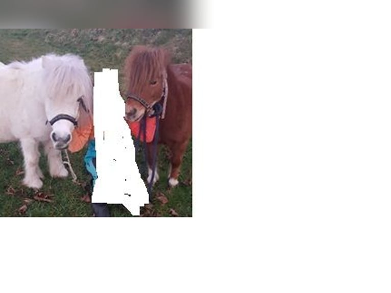 Mini Shetland Pony Merrie 23 Jaar 88 cm Schimmel in Waldkirch