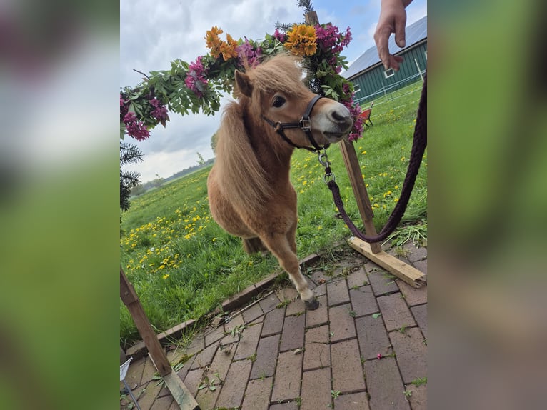 Mini Shetland Pony Merrie 2 Jaar 75 cm Vos in Rieste