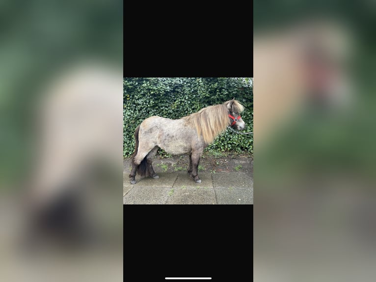 Mini Shetland Pony Merrie 2 Jaar 81 cm Buckskin in Hamburg Osdorf
