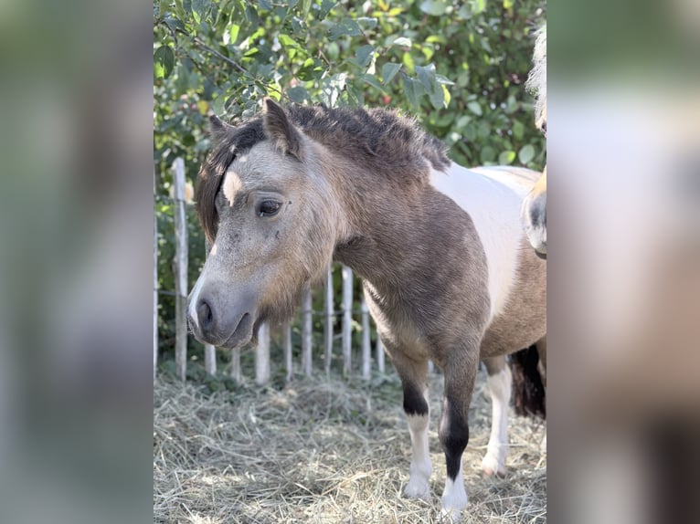 Mini Shetland Pony Merrie 2 Jaar 85 cm Gevlekt-paard in Süsel