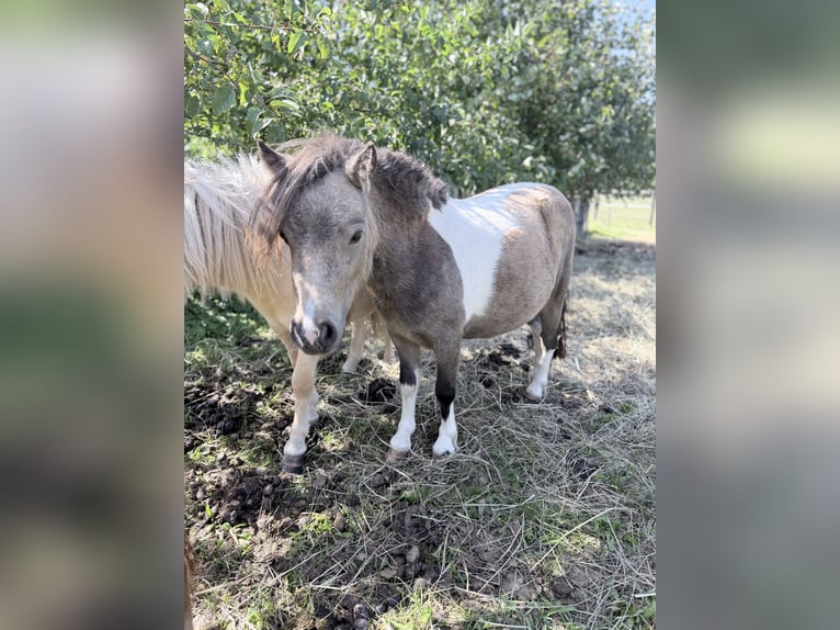 Mini Shetland Pony Merrie 2 Jaar 85 cm Gevlekt-paard in Süsel