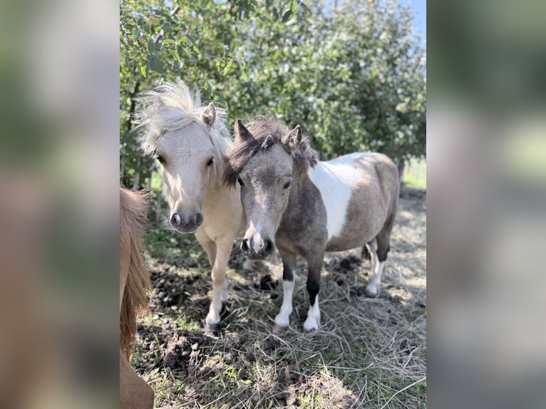 Mini Shetland Pony Merrie 2 Jaar 85 cm Gevlekt-paard in Süsel