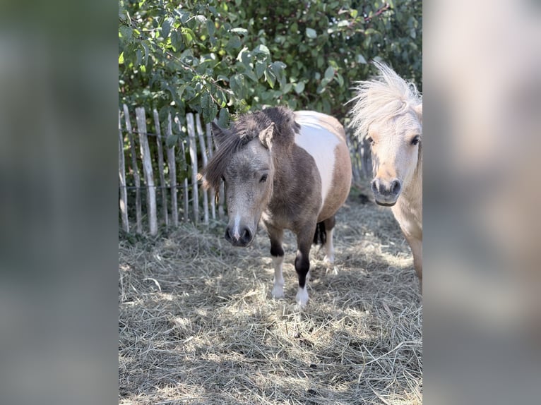 Mini Shetland Pony Merrie 2 Jaar 85 cm Gevlekt-paard in Süsel