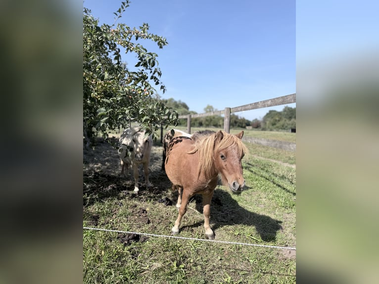 Mini Shetland Pony Merrie 2 Jaar 85 cm Vos in Süsel