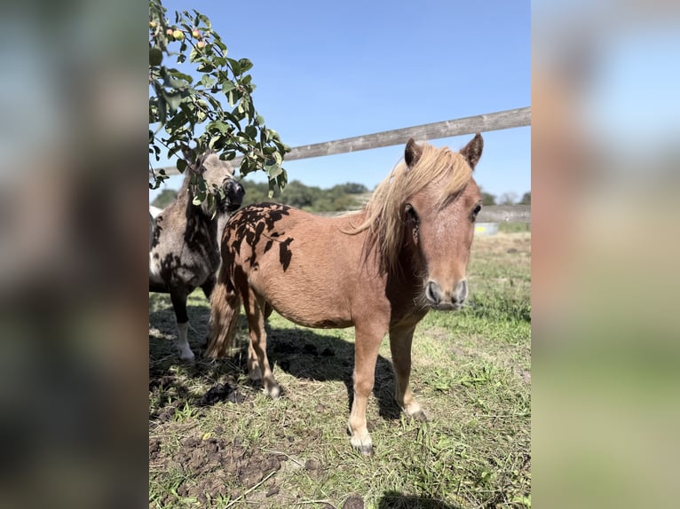 Mini Shetland Pony Merrie 2 Jaar 85 cm Vos in Süsel