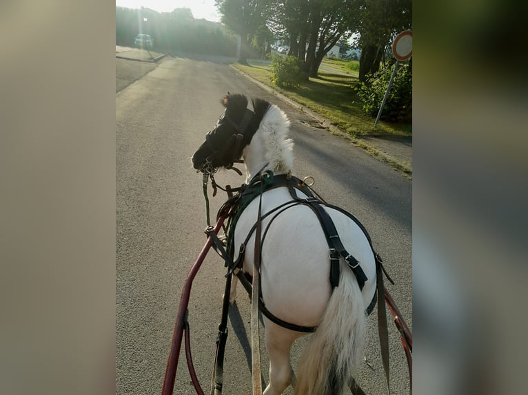 Mini Shetland Pony Merrie 2 Jaar 90 cm Gevlekt-paard in Unlingen