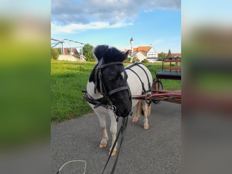 Mini Shetland Pony Merrie 2 Jaar 90 cm Gevlekt-paard in Unlingen