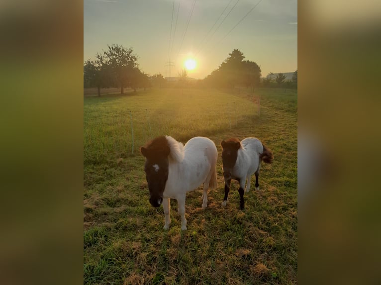 Mini Shetland Pony Merrie 2 Jaar 90 cm Gevlekt-paard in Unlingen