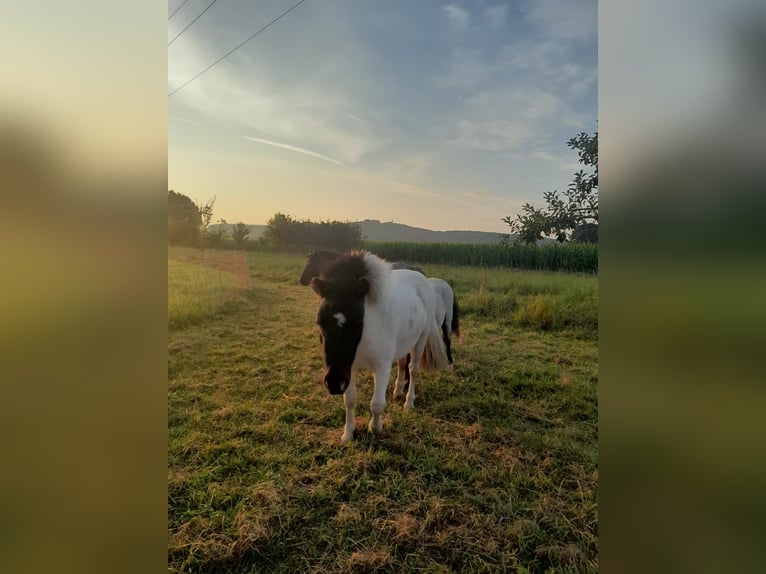 Mini Shetland Pony Merrie 2 Jaar 90 cm Gevlekt-paard in Unlingen