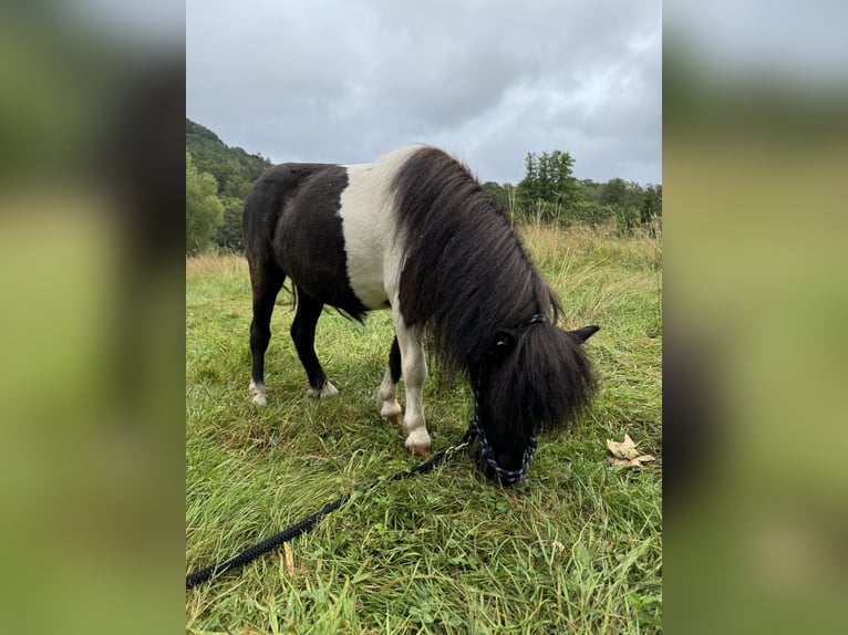 Mini Shetland Pony Merrie 2 Jaar Gevlekt-paard in Busenberg