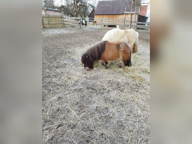 Mini Shetland Pony Merrie 3 Jaar 66 cm Brown Falb schimmel in Berthelsdorf