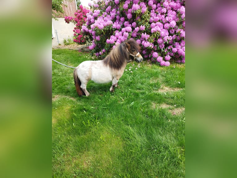 Mini Shetland Pony Merrie 3 Jaar 66 cm Brown Falb schimmel in Berthelsdorf