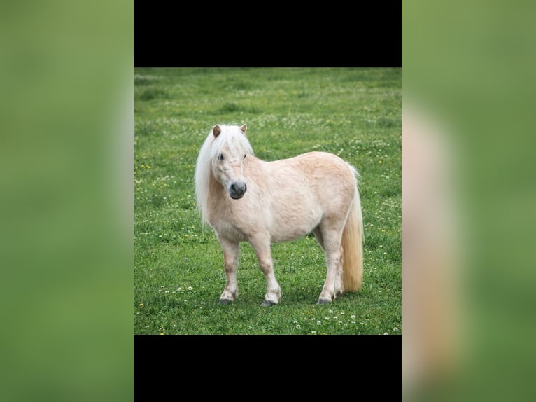Mini Shetland Pony Merrie 3 Jaar 78 cm Palomino in Nümbrecht