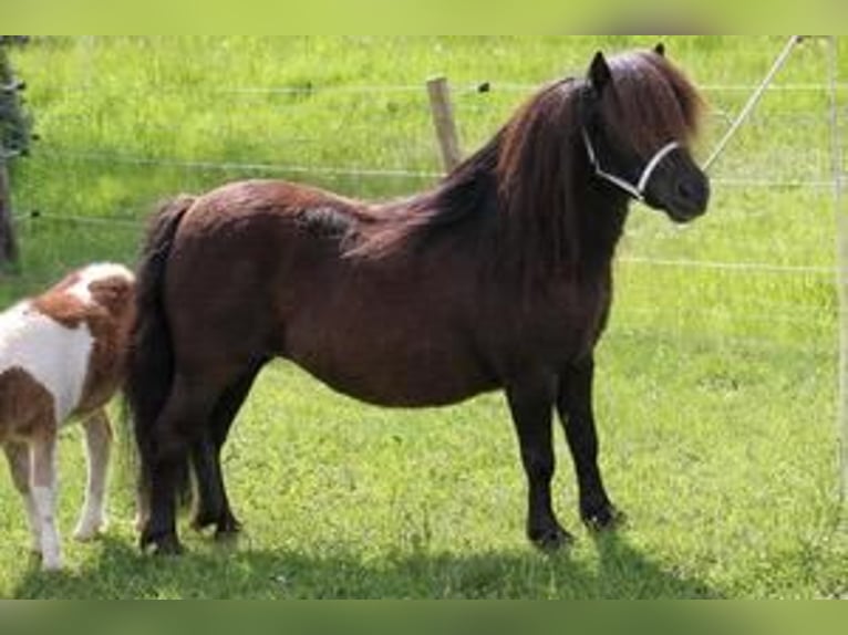 Mini Shetland Pony Merrie 3 Jaar 78 cm Palomino in Nümbrecht