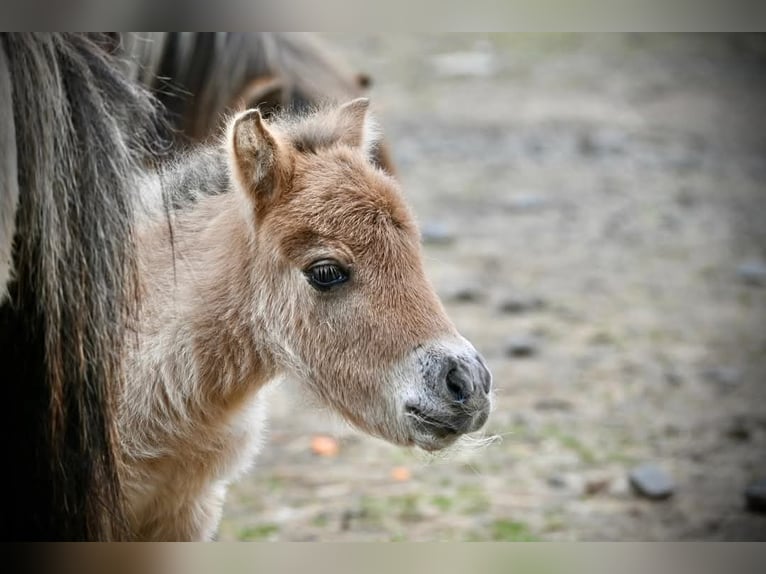 Mini Shetland Pony Merrie 3 Jaar 80 cm Falbe in Rohrbach-Berg