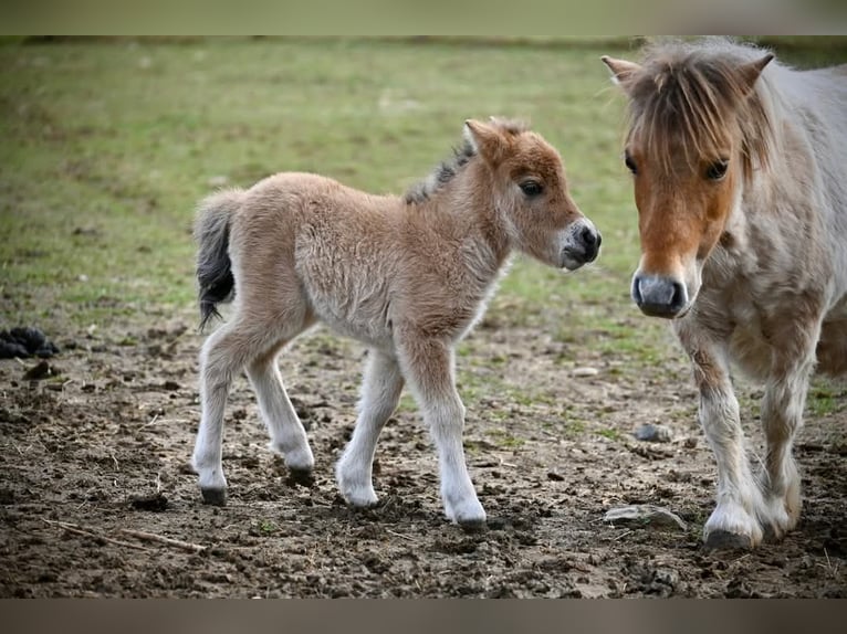 Mini Shetland Pony Merrie 3 Jaar 80 cm Falbe in Rohrbach-Berg