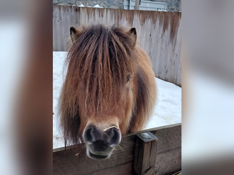 Mini Shetland Pony Merrie 3 Jaar 80 cm Falbe in Rohrbach-Berg