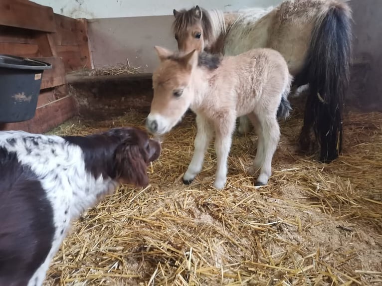 Mini Shetland Pony Merrie 3 Jaar 80 cm Falbe in Rohrbach-Berg