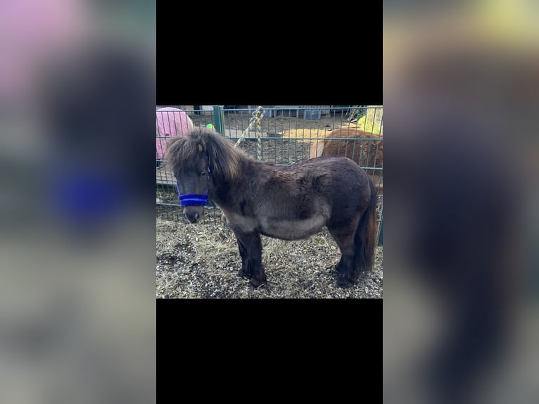 Mini Shetland Pony Merrie 3 Jaar 81 cm Donkerbruin in WillichWillich