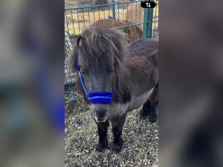 Mini Shetland Pony Merrie 3 Jaar 81 cm Donkerbruin in WillichWillich