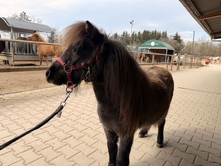 Mini Shetland Pony Merrie 3 Jaar 81 cm Schimmel in Fronreute