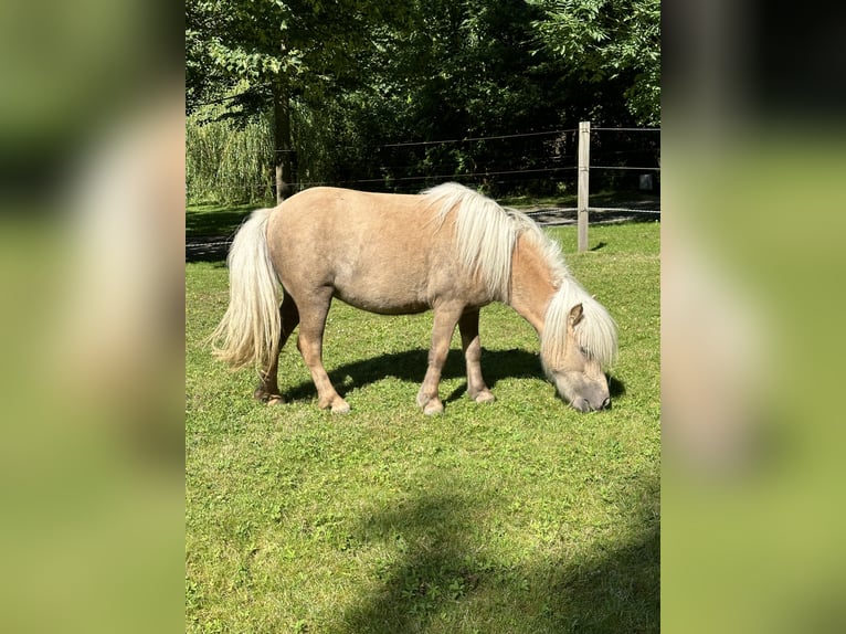 Mini Shetland Pony Merrie 3 Jaar 83 cm Palomino in Wiek