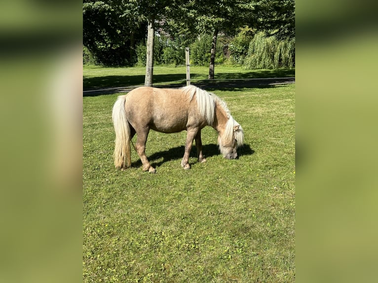 Mini Shetland Pony Merrie 3 Jaar 83 cm Palomino in Wiek