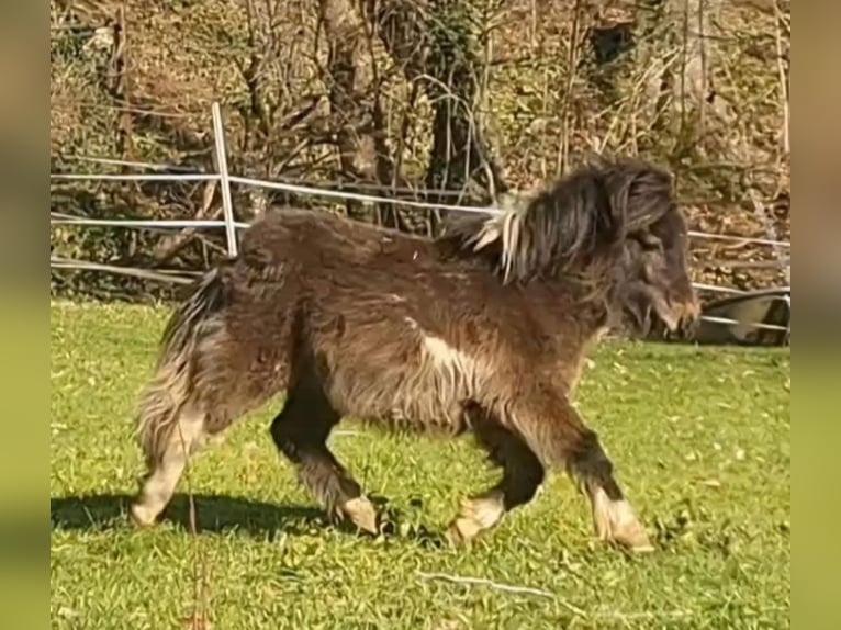 Mini Shetland Pony Merrie 3 Jaar 85 cm Gevlekt-paard in Marsberg