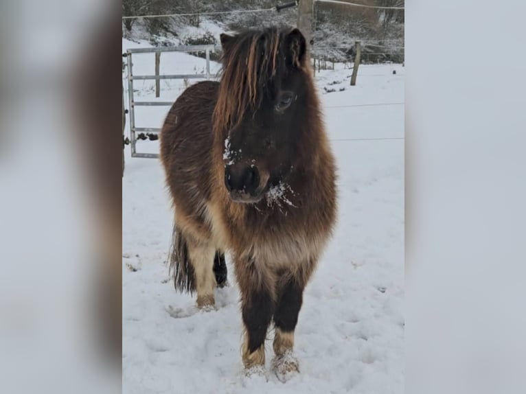 Mini Shetland Pony Merrie 3 Jaar 85 cm Gevlekt-paard in Marsberg