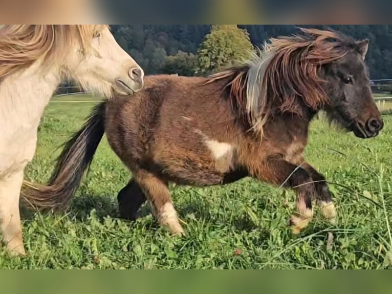 Mini Shetland Pony Merrie 3 Jaar 85 cm Gevlekt-paard in Marsberg