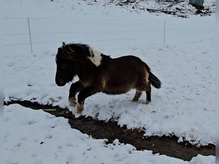 Mini Shetland Pony Merrie 3 Jaar 85 cm Gevlekt-paard in Marsberg