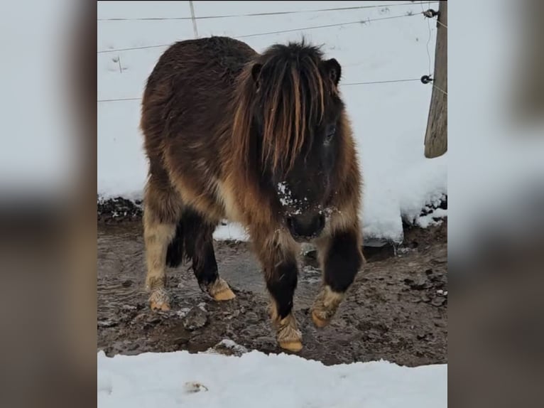 Mini Shetland Pony Merrie 3 Jaar 85 cm Gevlekt-paard in Marsberg