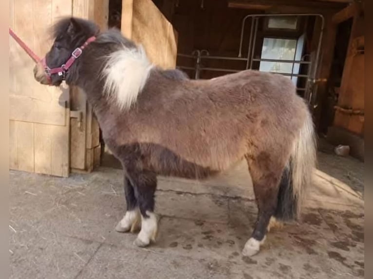 Mini Shetland Pony Merrie 3 Jaar 85 cm Gevlekt-paard in Marsberg